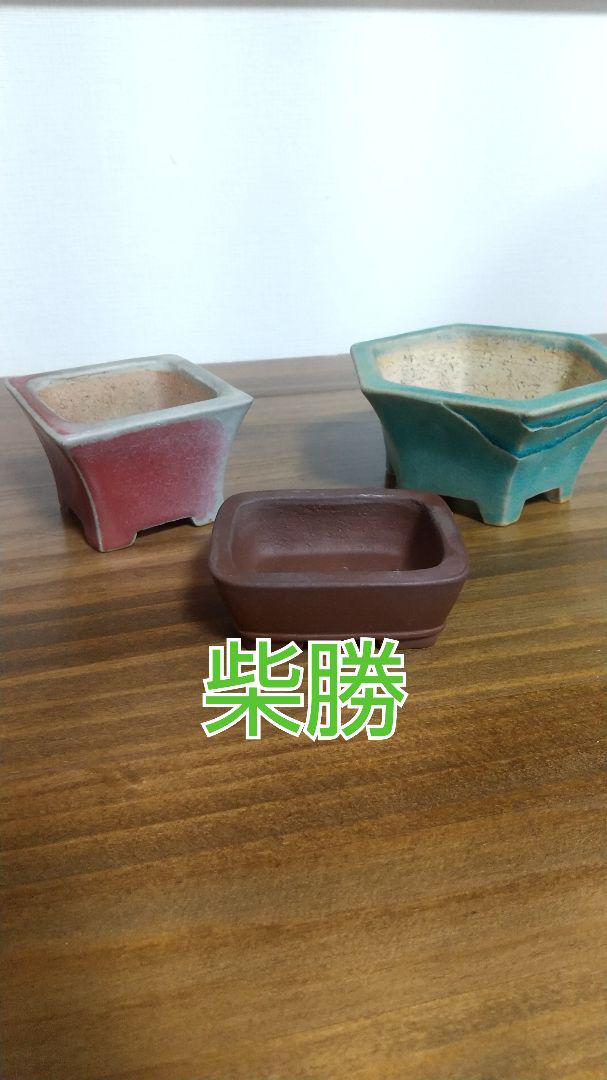 盆栽鉢 柴勝