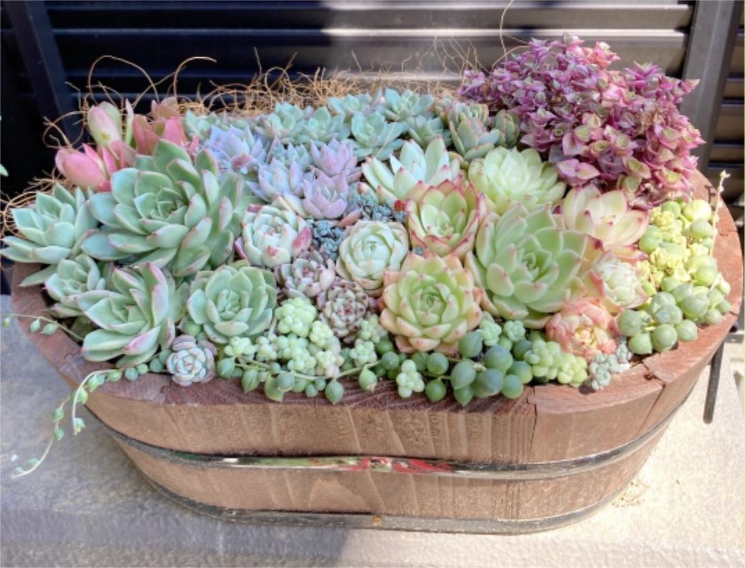 多肉植物　韓国苗　寄せ植え　大