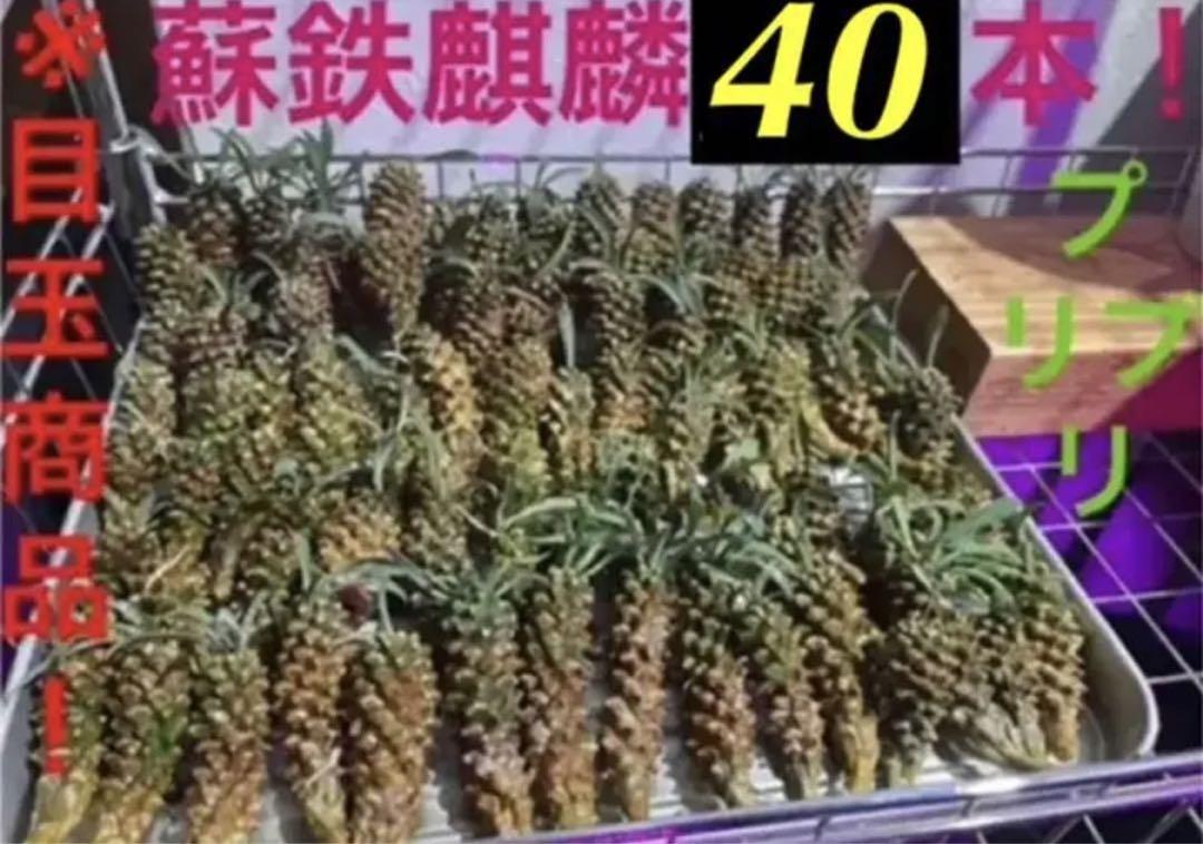 ✳️目玉商品✳️蘇鉄麒麟 ユーフォルビア パイナップルコーン  超お得40本SET‼️