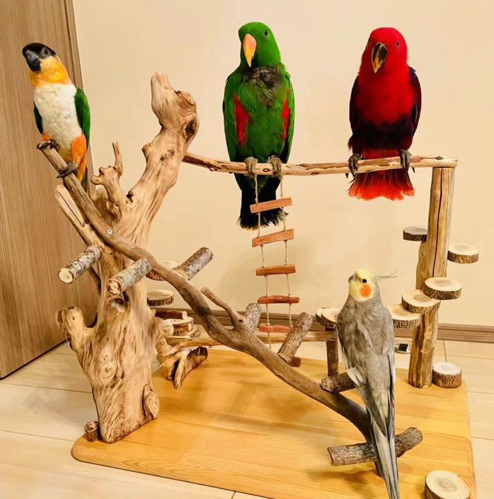 鳥インコ止まり木 バードアスレチック バードジムバードトイパーチ 