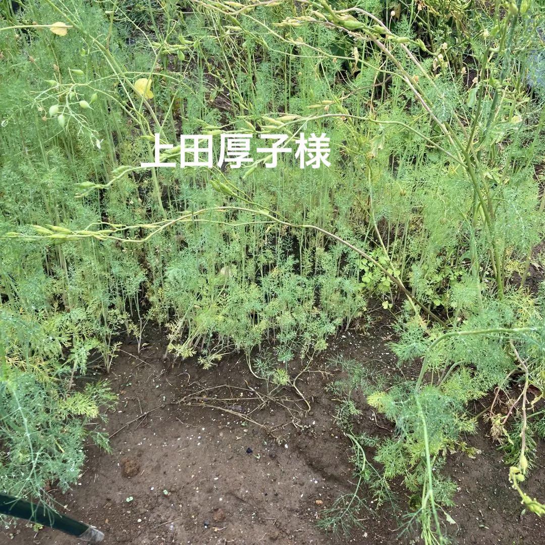 デイル参考に