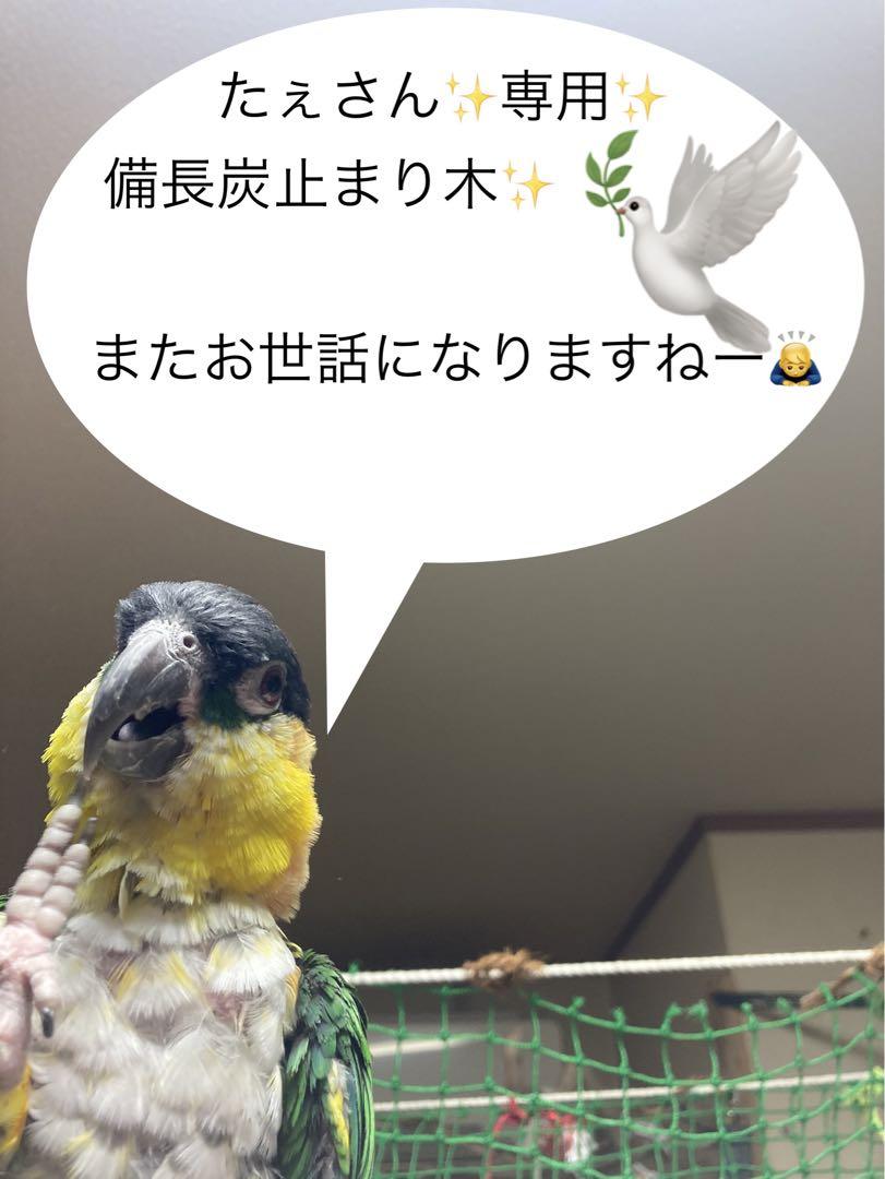 備長炭止まり木⭐️止まり木⭐️サンドパーチ✨専用です♪(๑ᴖ◡ᴖ๑)♪✳️