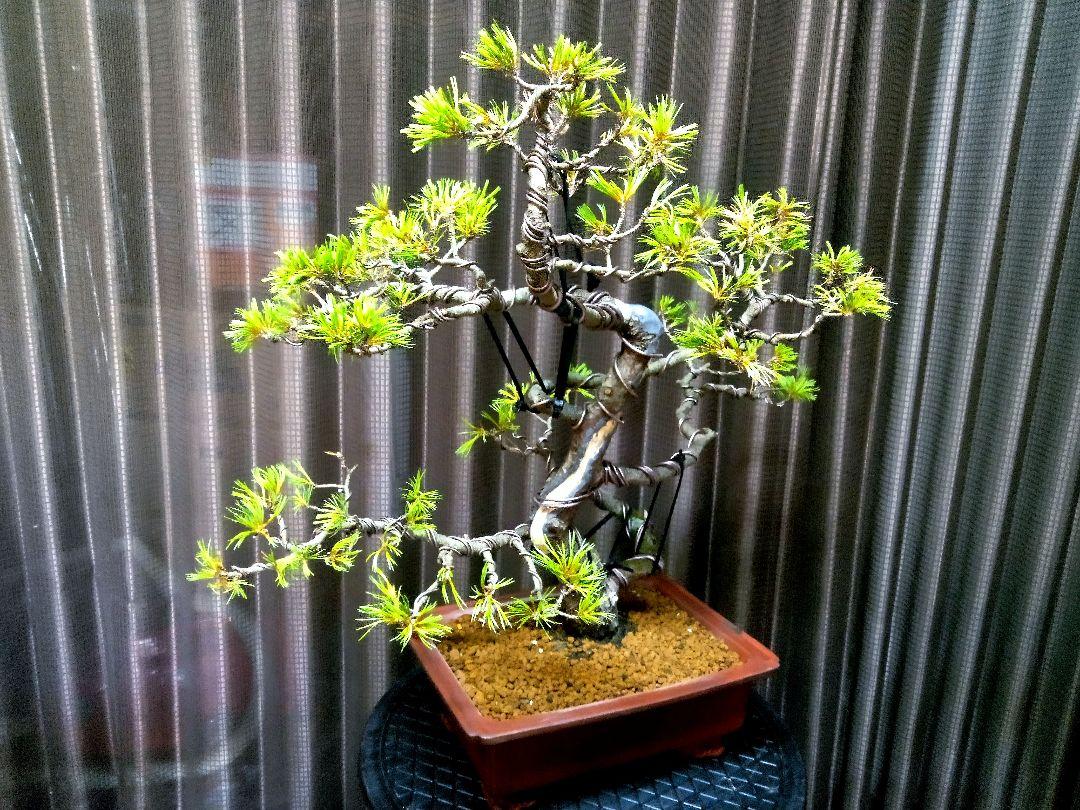 【樹高50㎝ 五葉松盆栽】